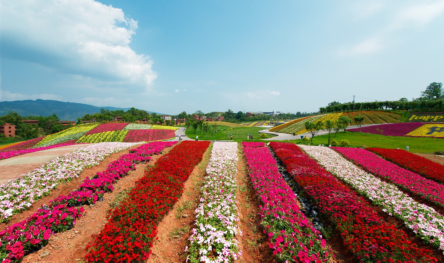 《興隆花海》2019年4月拍攝.jpg