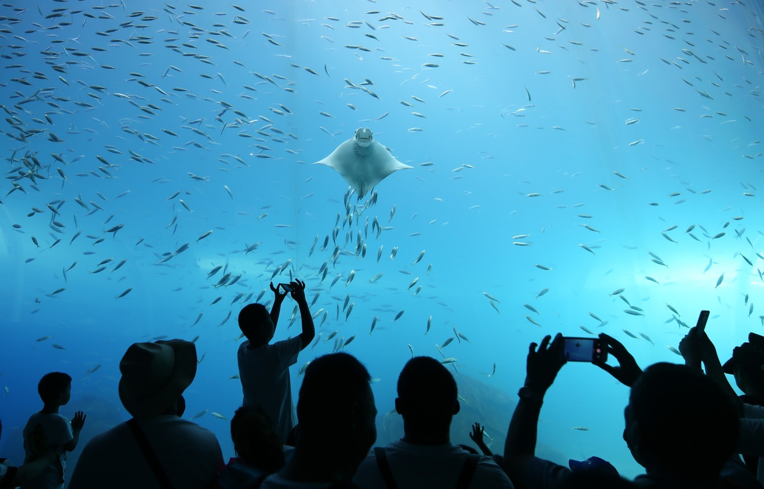 《海底世界歡樂的》  尹召功  攝于日照海洋公園.jpg